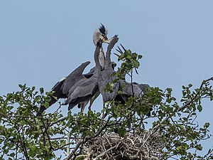 Grey Heron