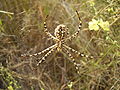 Argiope lobata, photographed near Barkai, Israel