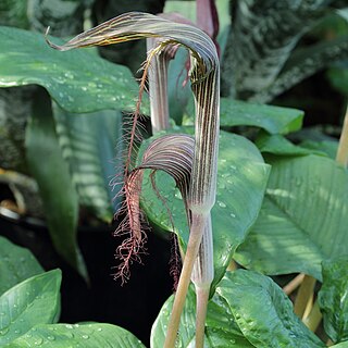 <i>Arisaema fimbriatum</i> Species of plant