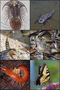 Arthropoda