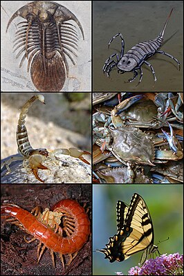 Arthropoda.jpg