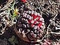 Arum elongatum, Obrazki wydłużone, 2019-10-26