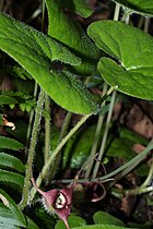 Asarum caudatum