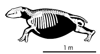 Skeletal diagram Ashoroa.jpg