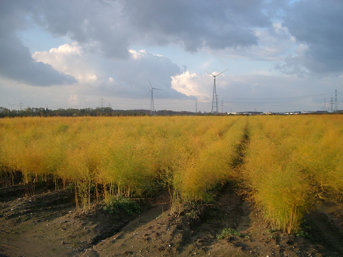 Kölner Bucht