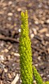 * Nomination Asparagus densiflorus, Christchurch Botanic Gardens --Podzemnik 02:17, 4 December 2020 (UTC) * Promotion  Support Good quality. --XRay 04:44, 4 December 2020 (UTC)