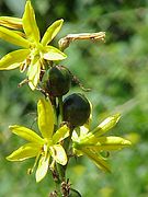 Asphodeline lutea Type species