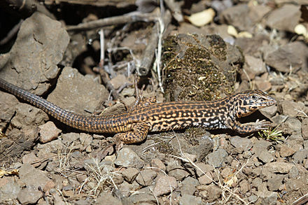 Whiptail. Whiptail Lizard. Хлыстохвостая ящерица. Тейиды. Nile Monitor Lizard.