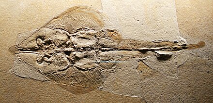 2 млн лет назад появился. Элефантопус шершавый. Pseudorhina.