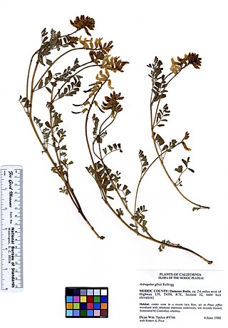 <i>Astragalus gibbsii</i> Species of legume
