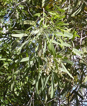 Atalaya hemiglauca foliage and flowers, Rockhampton, Queensland Atalaya hemiglauca flowers and foliage.jpg