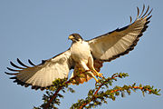 Augur buzzard, Serengeti National Park, Tanzania