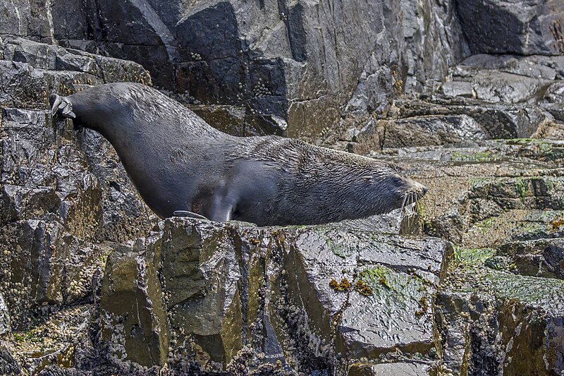File:Australian fur seal (Arctocephalus pusillus doriferus) male Bruny 2.jpg