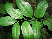 Austrobaileya scandens, Queensland, Australija