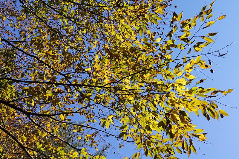 File:Autumn leaves at Ipponsugi pass - panoramio.jpg