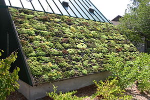 Awesome Green Roof.jpg