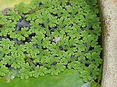 Living Azolla water ferns Azolla caroliniana0.jpg