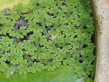 File:Azolla caroliniana0.jpg