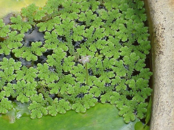 Azolla floating ferns, fossils of this genus indicate subtropical weather at the North Pole