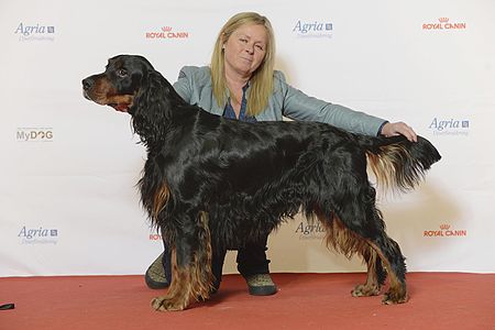 BIR Grupp 7- GORDONSETTER, Sansetters Roover (24234227995).jpg