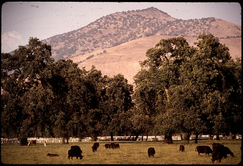 File:BLACK ANGUS CATTLE AT RANCH - NARA - 542627.tif