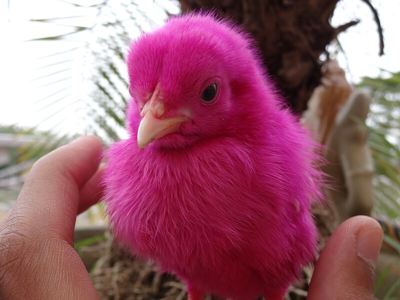 File:Baby bird dyed hot pink.jpg