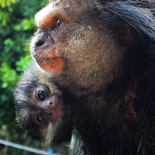 File:Baby monkey Trump.jpg