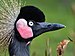 Balearica pavonina (Schwarzer Kronenkranich - Black Crowned Crane) - Weltvogelpark Walsrode 2012-03-120426 0208.jpg