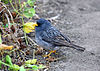 Band-tailed Seedeater, Lomas de Lachay, Peru (5964875508).jpg