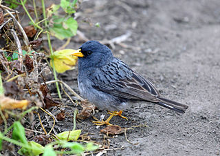 Band-tailed seedeater Species of bird