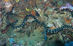 Banded Sea Snake-jonhanson.jpg