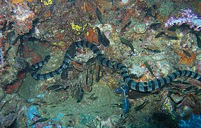 Descrizione dell'immagine Banded Sea Snake-jonhanson.jpg.