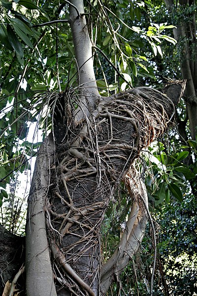 File:Banyan tree.jpg