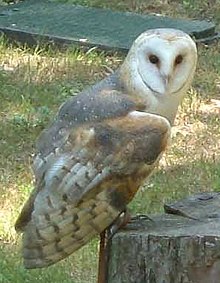 Barn owl, a scarce bird of farmland. Barn-owl (Racheeo).jpg