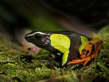 Baron's Mantella (Mantella baroni), Vohimana reserve, Madagascar (12076351665).jpg