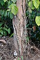 * Nomination Pepper vine stalks at the base of host tree, Balamuri, Coorg --Tagooty 01:05, 12 February 2024 (UTC) * Promotion  Support Good quality. --Johann Jaritz 02:41, 12 February 2024 (UTC)