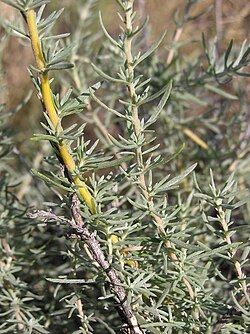 Bassia prostrata (stems and leaves).jpg