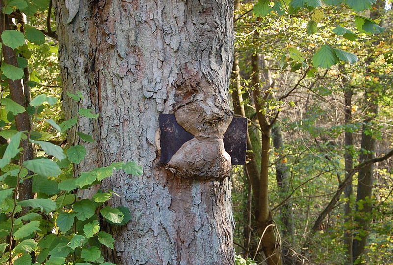 File:Baum überwächst Schild.jpg