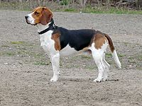 Beagle 1.jpg