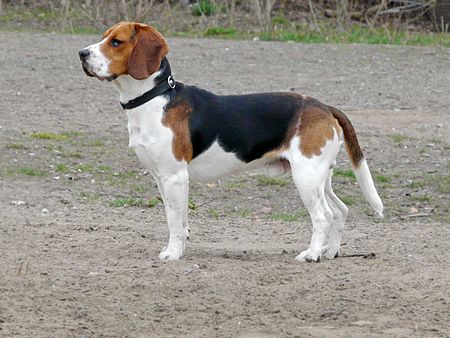 Tập_tin:Beagle_1.jpg