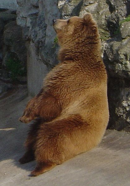 File:Bear DSC04417.jpg