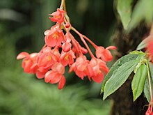 Begonya foliosa-IMG 4515.jpg