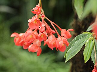 <i>Begonia foliosa</i>