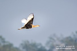 ബംഗാൾ ഫ്ലോറികൻ