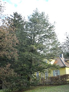 Bergpark Wilhelmshöhe - Baum 320 2020-11-30 a.JPG