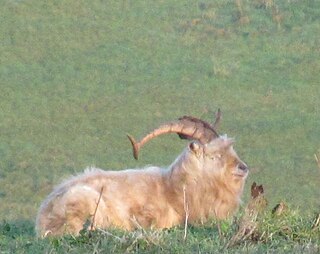 A big dirty goat with long curly horns rests in the long grass on top of a hill