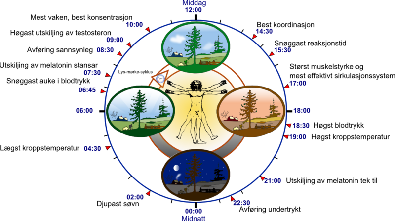 File:Biological clock human-nn.png