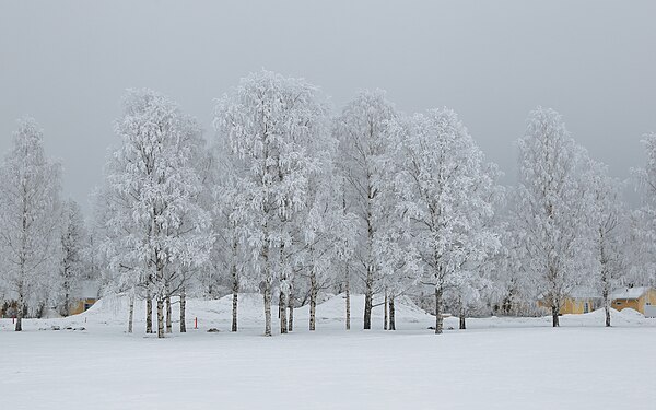 Snowy trees on a gray day