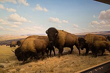 Diorama di bisonti nel 2015 dopo trattamenti estesi, Museo Americano di Storia Naturale.