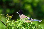 Miniatura para Garrulus lanceolatus